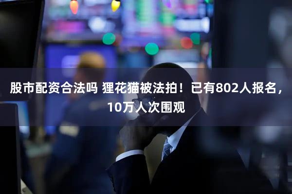 股市配资合法吗 狸花猫被法拍！已有802人报名，10万人次围观
